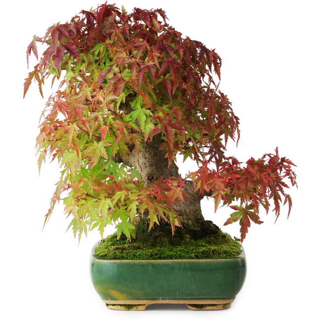 Acer palmatum, 28 cm, ± 40 años, fotografiado con colores otoñales (20 de octubre)