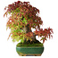 Acer palmatum, 28 cm, ± 40 jaar oud, gefotografeerd in herfstkleuren (20 oktober)