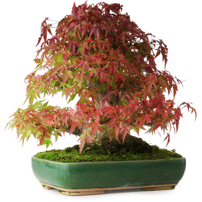 Acer palmatum, 28 cm, ± 40 ans, photographié aux couleurs d'automne (20 octobre)