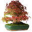 Acer palmatum, 28 cm, ± 40 ans, photographié aux couleurs d'automne (20 octobre)