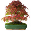 Acer palmatum, 28 cm, ± 40 años, fotografiado con colores otoñales (20 de octubre)