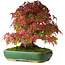 Acer palmatum, 28 cm, ± 40 years old, photographed in autumn colours (October 20)