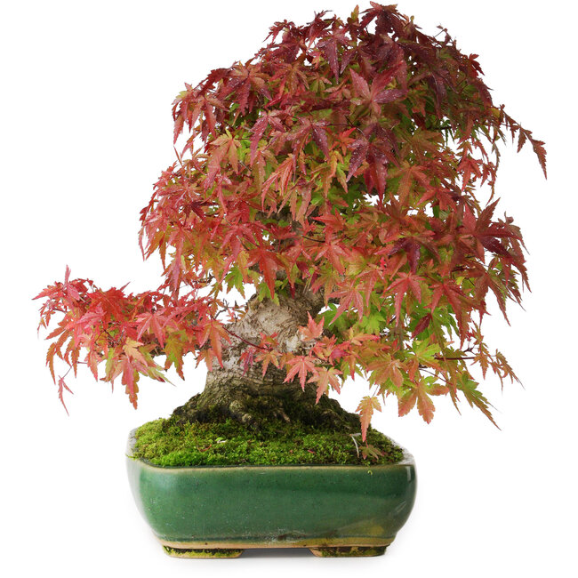 Acer palmatum, 28 cm, ± 40 jaar oud, gefotografeerd in herfstkleuren (20 oktober)