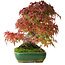 Acer palmatum, 28 cm, ± 40 anni, fotografato nei colori autunnali (20 ottobre)