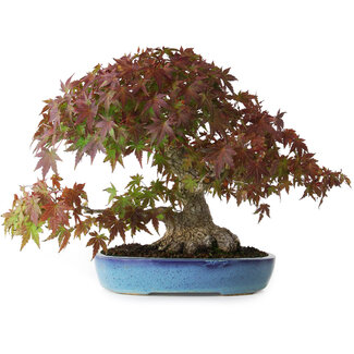 Acer palmatum, 25 cm, ± 35 ans