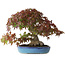 Acer palmatum, 25 cm, ± 35 años, con una base de tronco de 10,5 cm