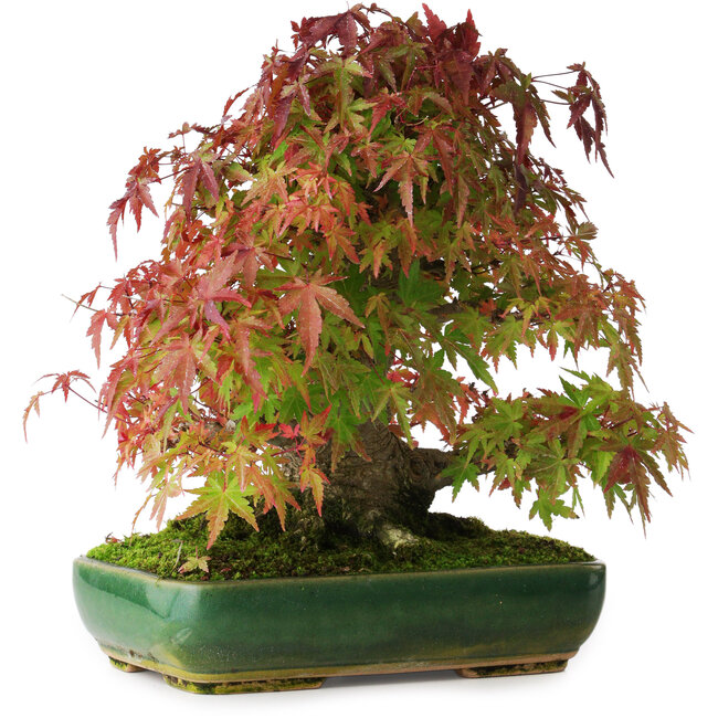 Acer palmatum, 28 cm, ± 40 anni, fotografato nei colori autunnali (20 ottobre)