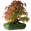 Acer palmatum, 28 cm, ± 40 años, fotografiado con colores otoñales (20 de octubre)