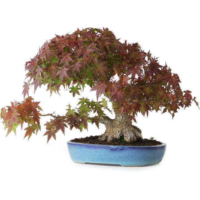 Acer palmatum, 25 cm, ± 35 jaar oud, met een stamvoet van 10,5 cm