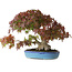 Acer palmatum, 25 cm, ± 35 ans, avec une base de tronc de 10,5 cm
