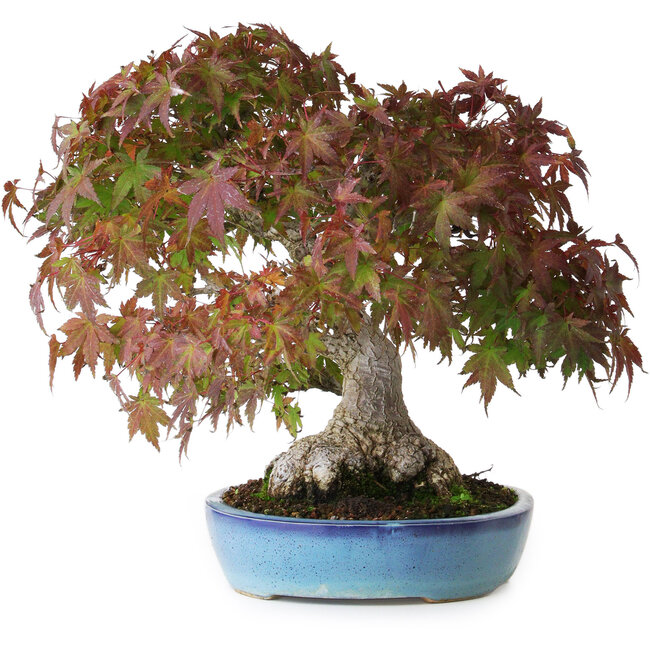 Acer palmatum, 25 cm, ± 35 Jahre alt, mit einem Stammumfang von 10,5 cm