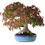 Acer palmatum, 25 cm, ± 35 ans, avec une base de tronc de 10,5 cm