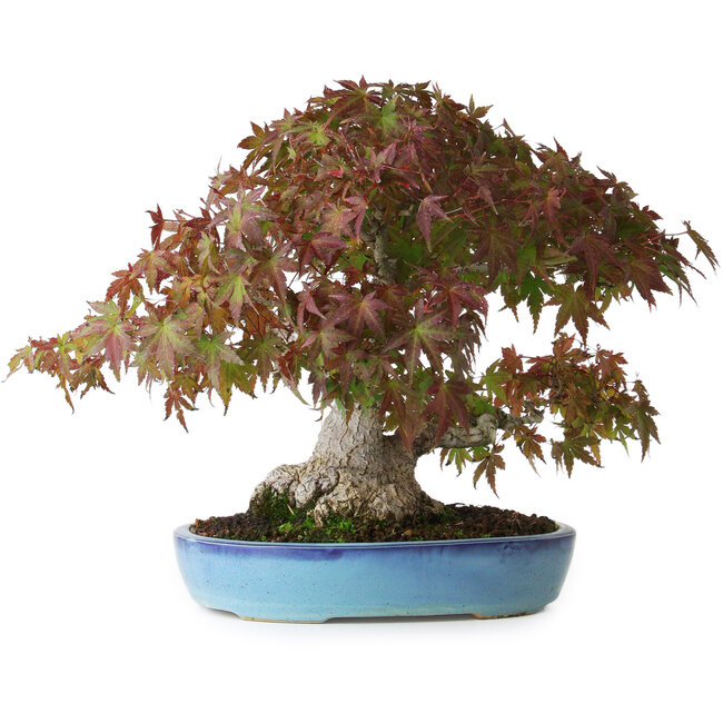 Acer palmatum, 25 cm, ± 35 years old, with a trunk base of 10,5 cm