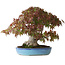 Acer palmatum, 25 cm, ± 35 años, con una base de tronco de 10,5 cm