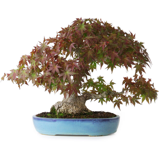 Acer palmatum, 25 cm, ± 35 years old, with a trunk base of 10,5 cm