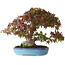 Acer palmatum, 25 cm, ± 35 years old, with a trunk base of 10,5 cm