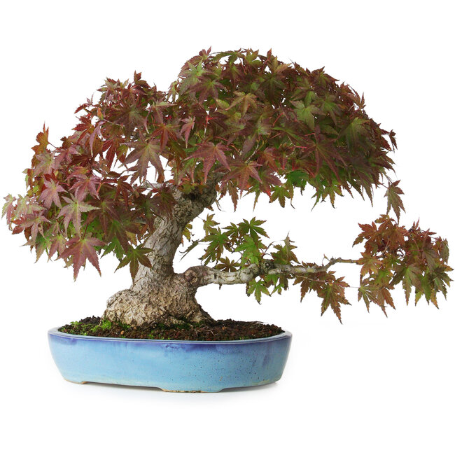 Acer palmatum, 25 cm, ± 35 años, con una base de tronco de 10,5 cm