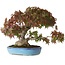 Acer palmatum, 25 cm, ± 35 years old, with a trunk base of 10,5 cm