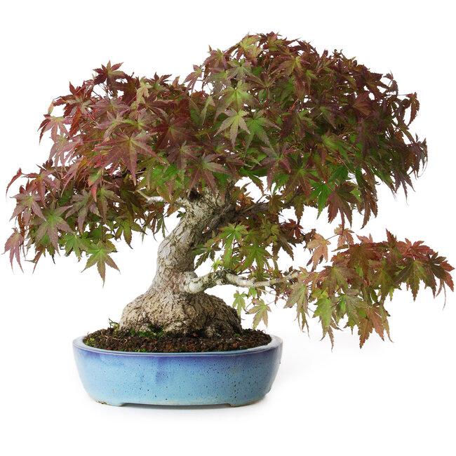 Acer palmatum, 25 cm, ± 35 anni, con base del tronco di 10,5 cm
