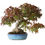Acer palmatum, 25 cm, ± 35 Jahre alt, mit einem Stammumfang von 10,5 cm