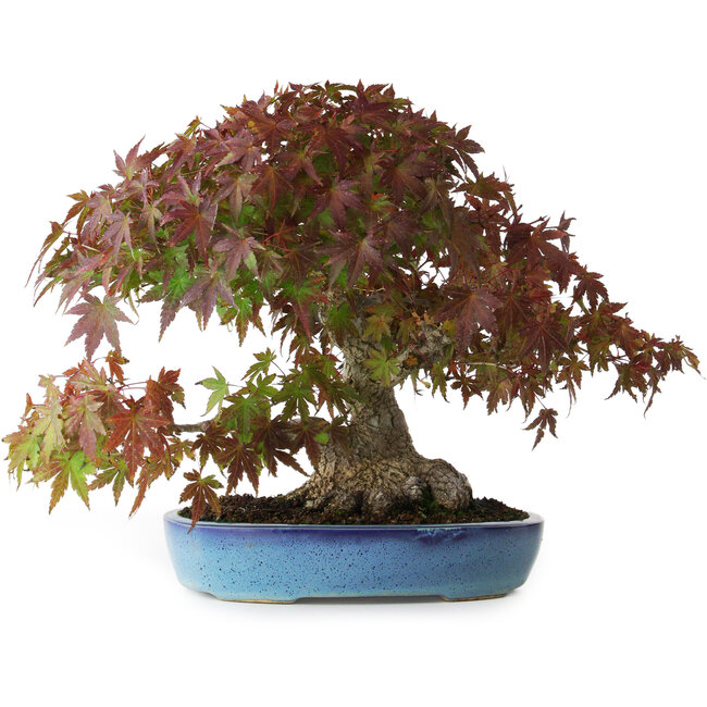 Acer palmatum, 25 cm, ± 35 años, con una base de tronco de 10,5 cm
