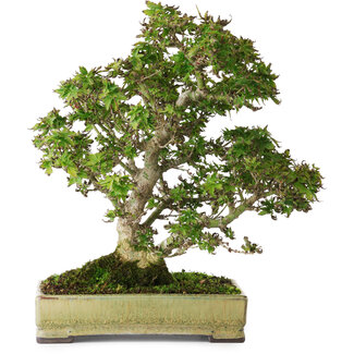  Tosui Acer palmatum Kotohime, 27 cm, ± 25 anni