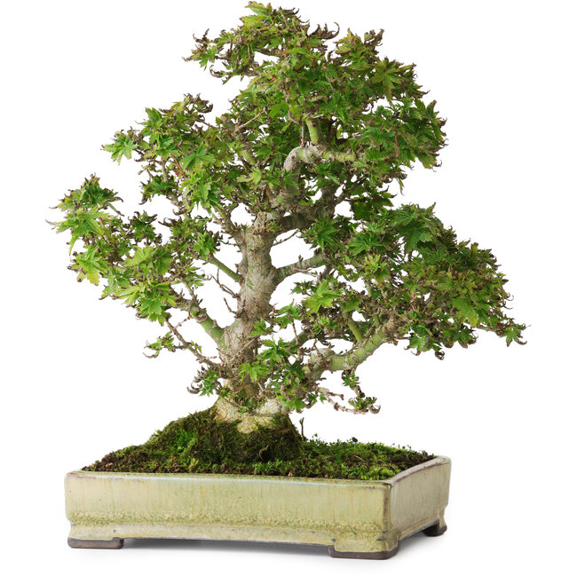 Acer palmatum Kotohime, 27 cm, ± 25 años, en una maceta japonesa hecha a mano por Tosui, fotografiado con colores otoñales (20 de octubre)