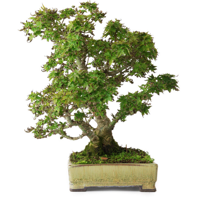 Acer palmatum Kotohime, 27 cm, ± 25 ans, dans un pot japonais fait main par Tosui, photographié aux couleurs d'automne (20 octobre)