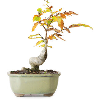 Fagus crenata, 22,5 cm, ± 10 Jahre alt