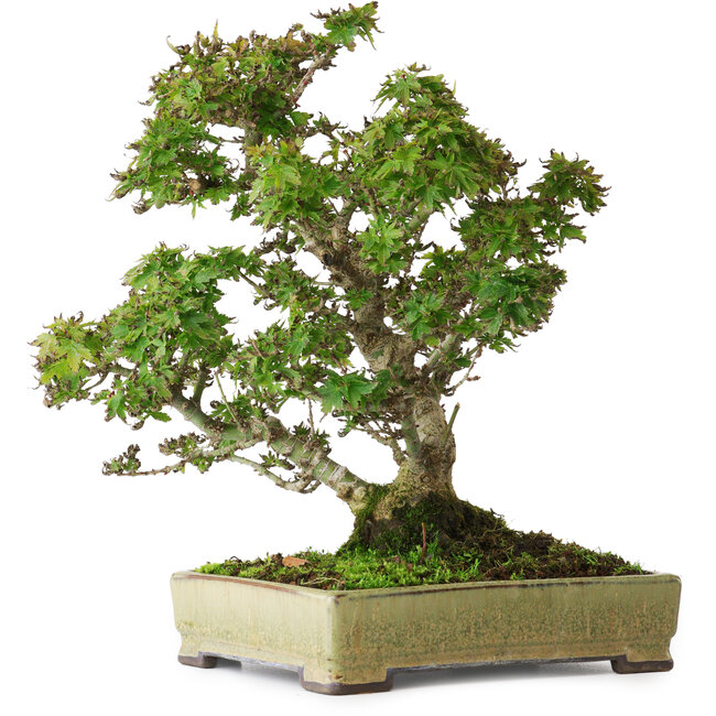 Acer palmatum Kotohime, 27 cm, ± 25 Jahre alt, in einem handgefertigten japanischen Topf von Tosui, fotografiert in Herbstfarben (20. Oktober)