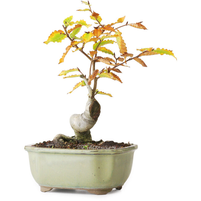 Fagus crenata, 22,5 cm, ± 10 years old, photographed in autumn colours (October 20)