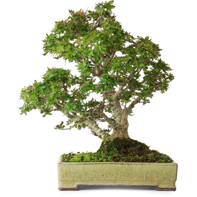 Acer palmatum Kotohime, 27 cm, ± 25 años, en una maceta japonesa hecha a mano por Tosui, fotografiado con colores otoñales (20 de octubre)