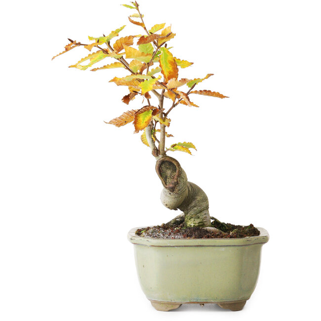 Fagus crenata, 22,5 cm, ± 10 ans, photographié aux couleurs d'automne (20 octobre)