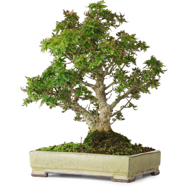 Acer palmatum Kotohime, 27 cm, ± 25 años, en una maceta japonesa hecha a mano por Tosui, fotografiado con colores otoñales (20 de octubre)