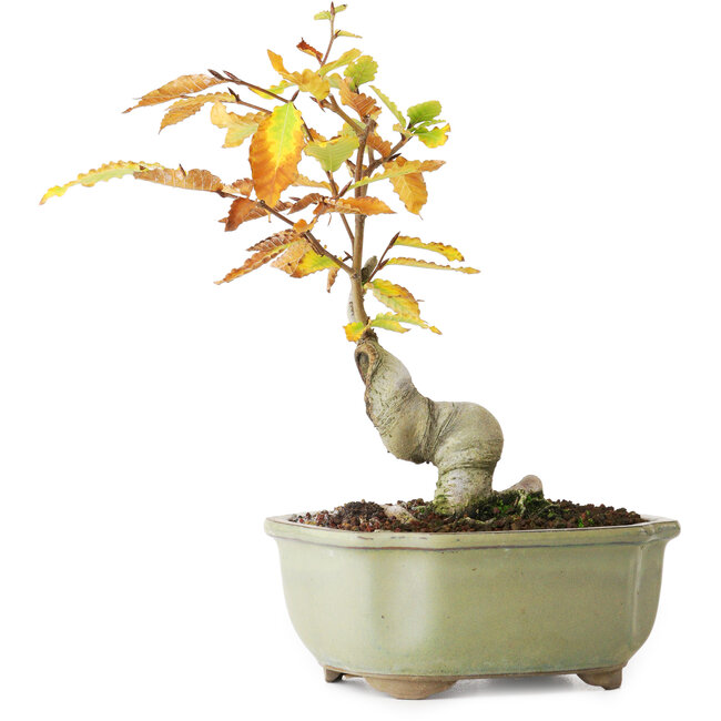 Fagus crenata, 22,5 cm, ± 10 ans, photographié aux couleurs d'automne (20 octobre)