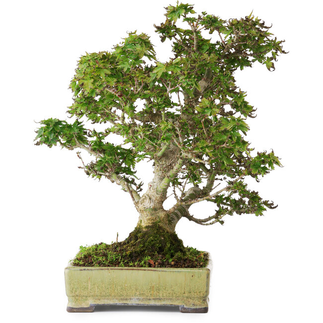 Acer palmatum Kotohime, 27 cm, ± 25 Jahre alt, in einem handgefertigten japanischen Topf von Tosui, fotografiert in Herbstfarben (20. Oktober)