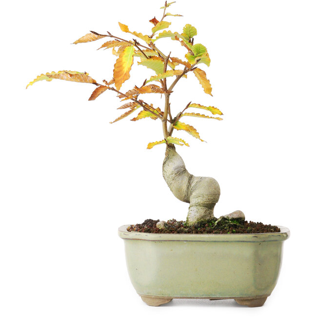 Fagus crenata, 22,5 cm, ± 10 Jahre alt, fotografiert in Herbstfarben (20. Oktober)
