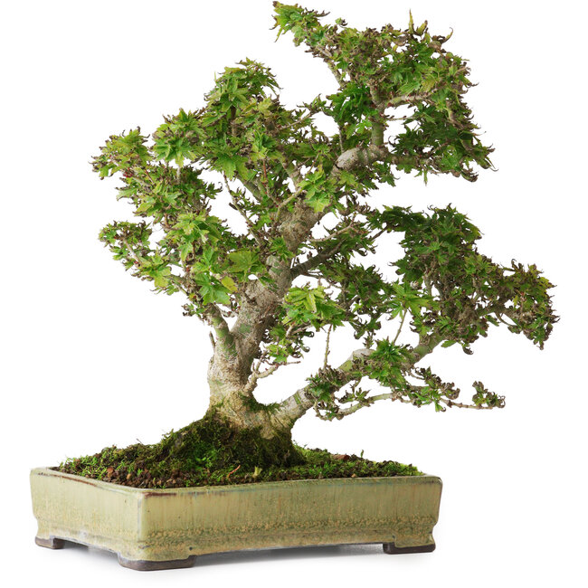 Acer palmatum Kotohime, 27 cm, ± 25 Jahre alt, in einem handgefertigten japanischen Topf von Tosui, fotografiert in Herbstfarben (20. Oktober)