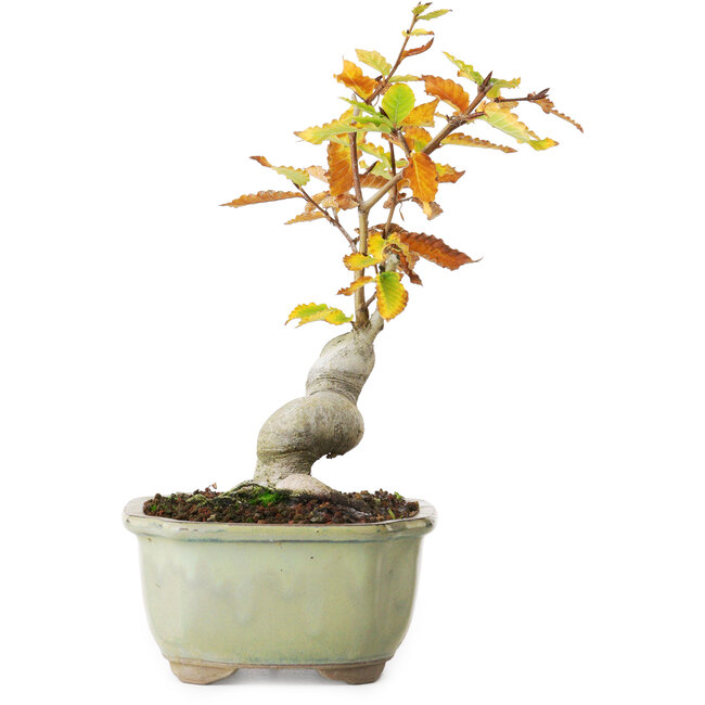 Fagus crenata, 22,5 cm, ± 10 Jahre alt, fotografiert in Herbstfarben (20. Oktober)