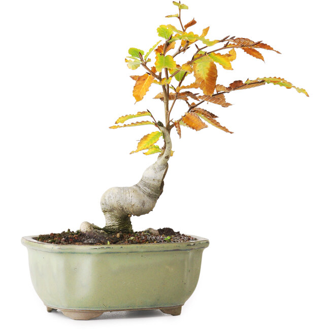 Fagus crenata, 22,5 cm, ± 10 Jahre alt, fotografiert in Herbstfarben (20. Oktober)