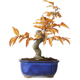 Fagus crenata, 23,5 cm, ± 10 jaar oud