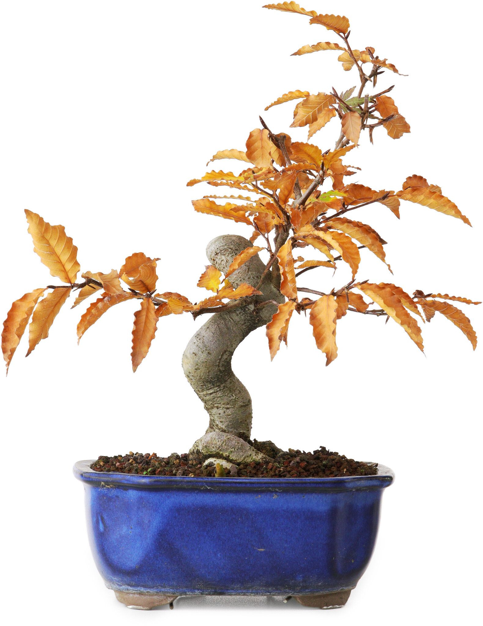 Fagus crenata, 23,5 cm, ± 10 años, fotografiado con colores otoñales ...