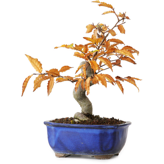 Fagus crenata, 23,5 cm, ± 10 ans, photographié aux couleurs d'automne (20 octobre)