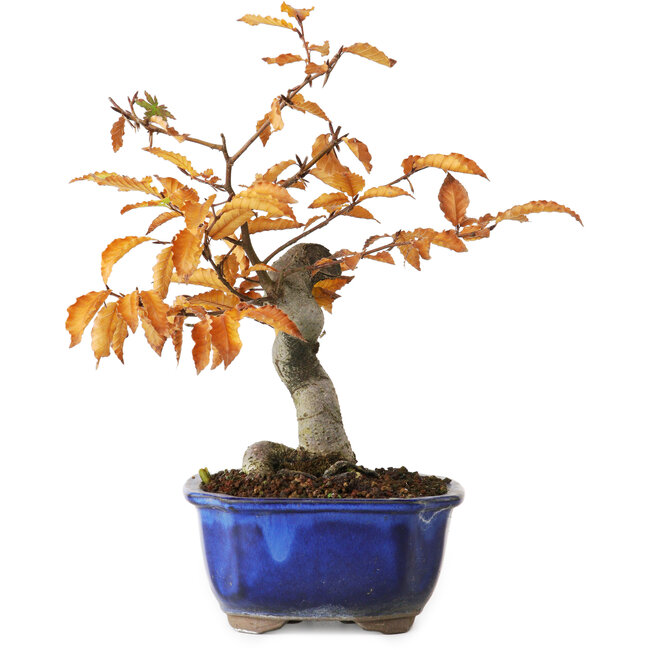 Fagus crenata, 23,5 cm, ± 10 years old, photographed in autumn colours (October 20)