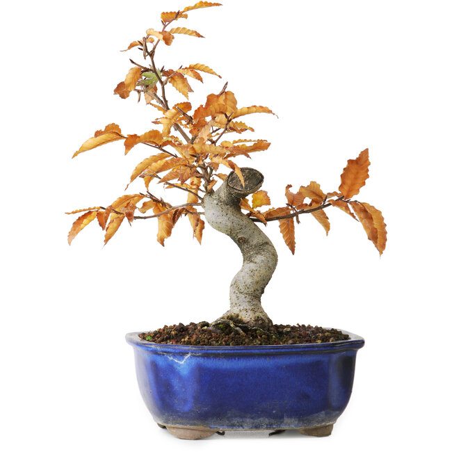 Fagus crenata, 23,5 cm, ± 10 ans, photographié aux couleurs d'automne (20 octobre)