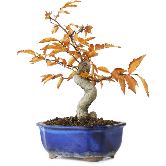 Fagus crenata, 23,5 cm, ± 10 jaar oud, gefotografeerd in herfstkleuren (20 oktober)