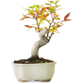 Fagus crenata, 24,5 cm, ± 10 years old