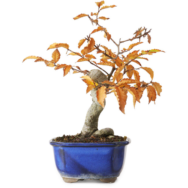 Fagus crenata, 23,5 cm, ± 10 anni, fotografato nei colori autunnali (20 ottobre)