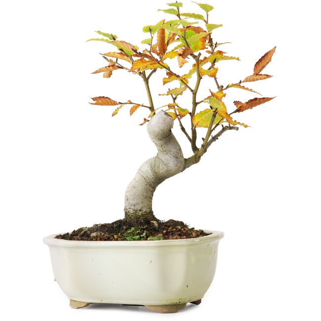 Fagus crenata, 24,5 cm, ± 10 years old, photographed in autumn colours (October 20)