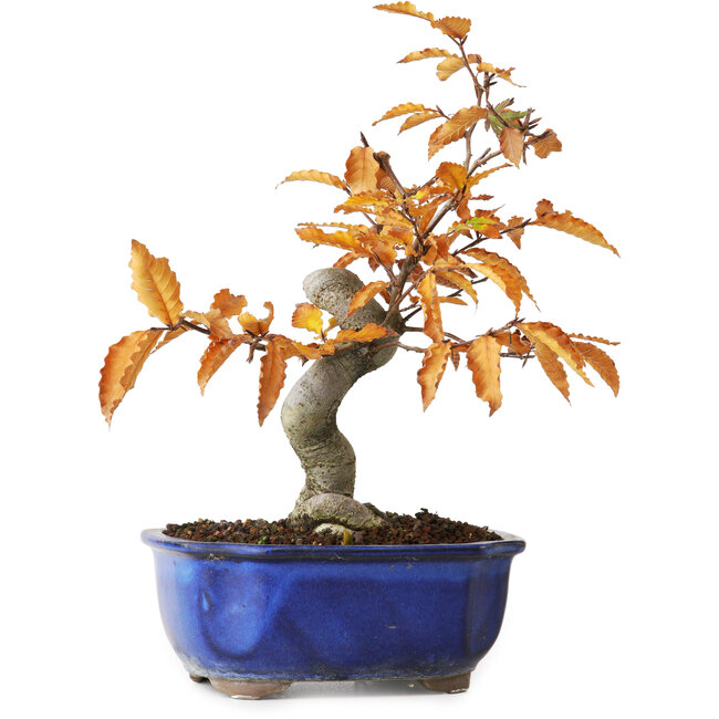 Fagus crenata, 23,5 cm, ± 10 jaar oud, gefotografeerd in herfstkleuren (20 oktober)